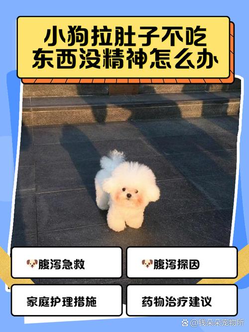 狗拉稀不吃东西没精神吃什么药好的快