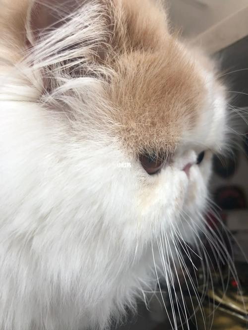 加菲鼻子不通气像鼻塞