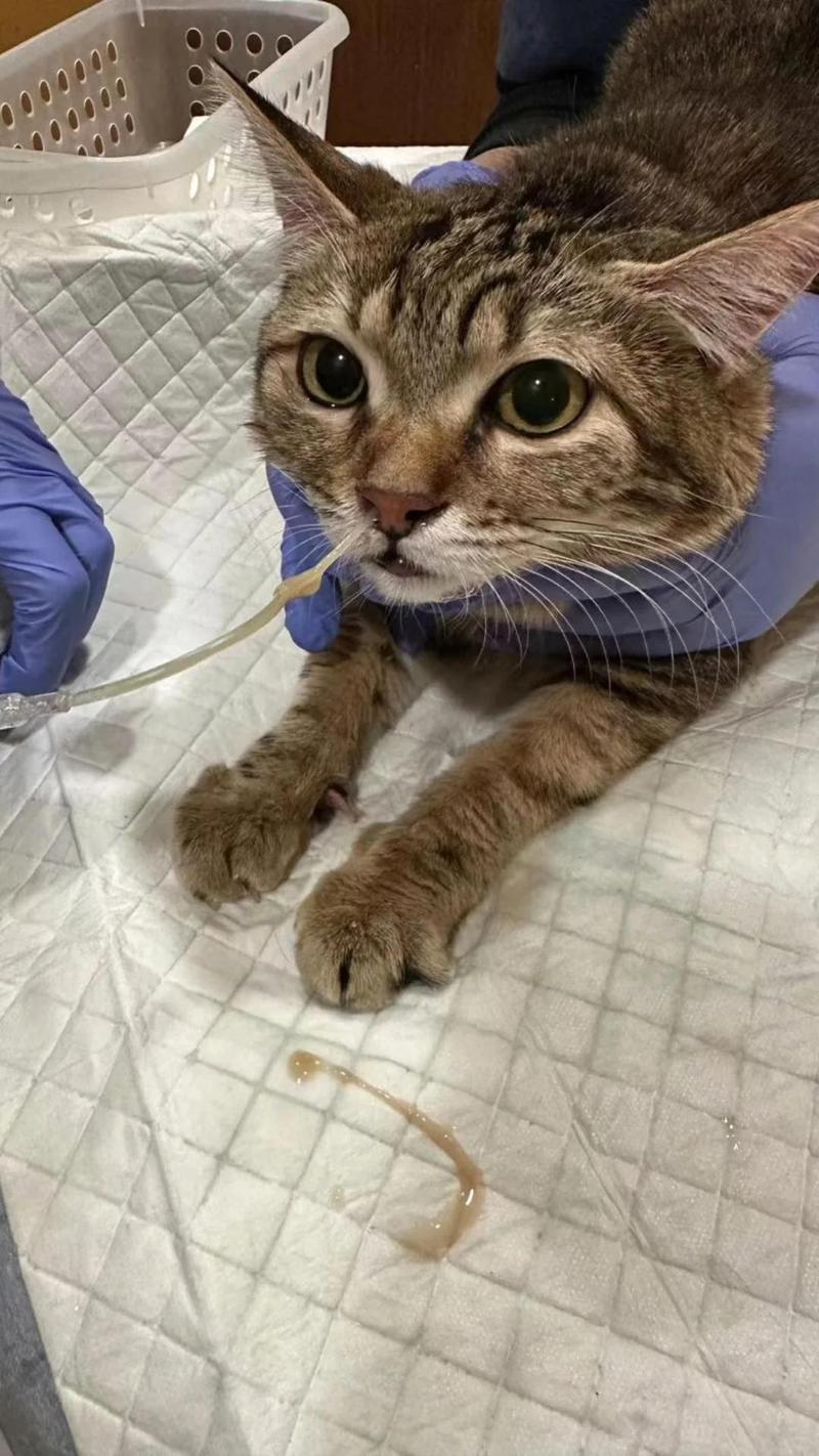 猫鼻子不通气呼哧呼哧的原因