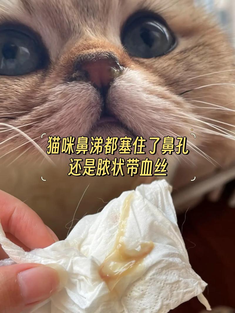 猫咪鼻子不通气像鼻塞一直打喷嚏