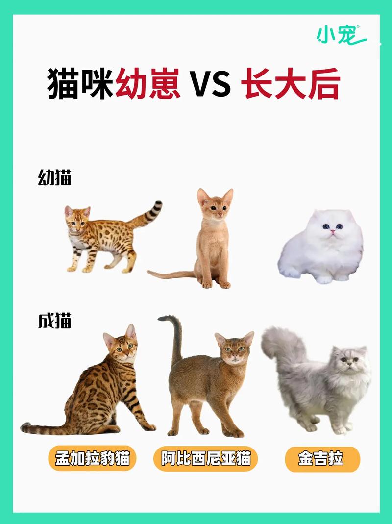 猫怀了有哪些表现?