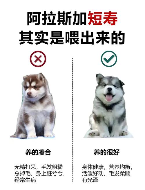 狗狗不能吃抹茶