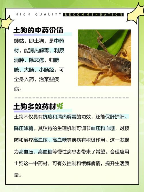 土狗可以吃抹茶吗?如果吃了会怎么样?