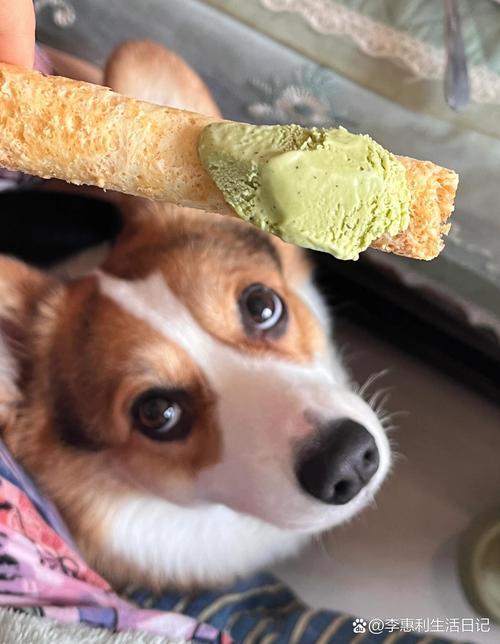 狗能吃抹茶的东西吗