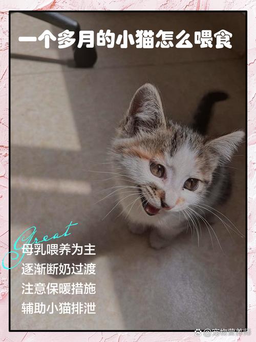 小猫一个月了怎么喂养