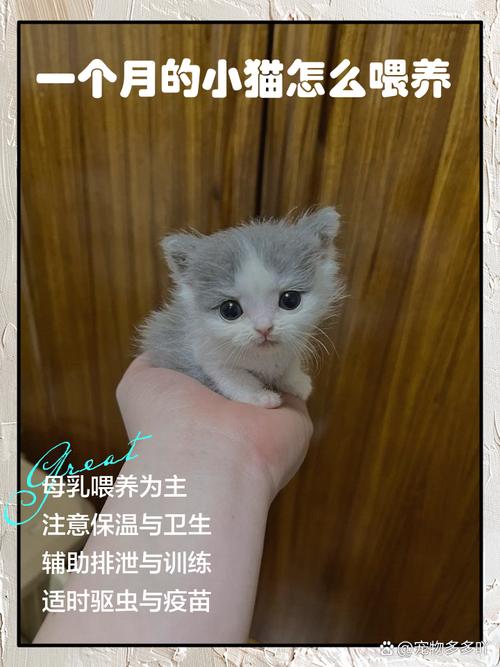 一个月的小猫怎么喂养