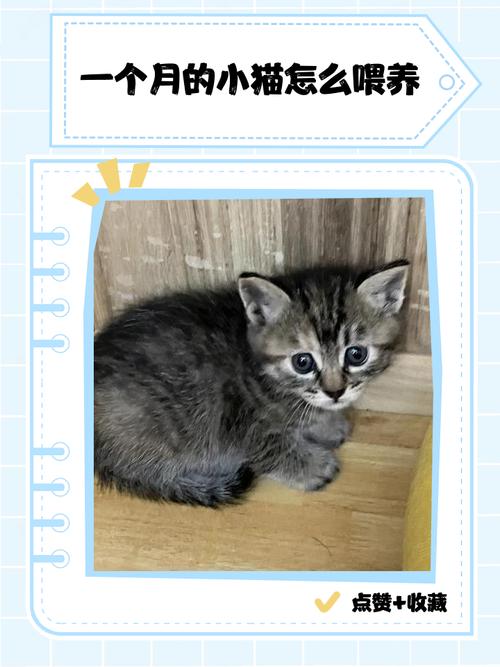 一个多月小猫怎么喂养比较好?
