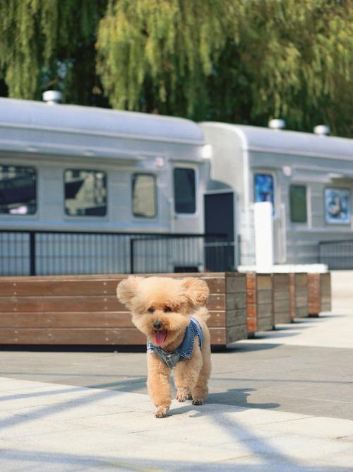 宠物狗可以带上火车吗