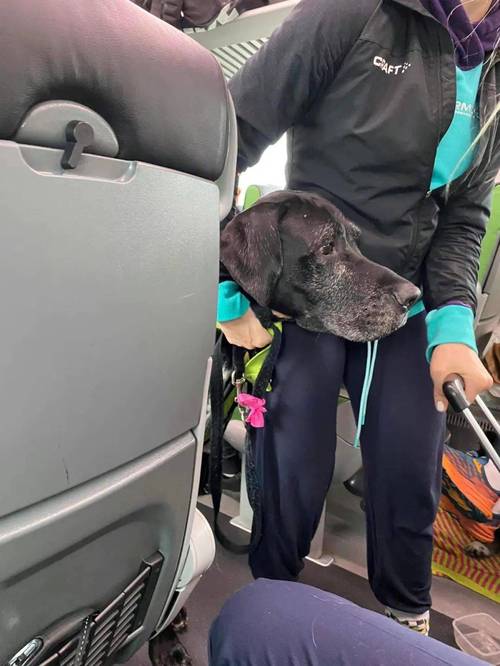 火车上可以带狗狗吗