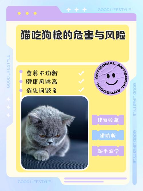 猫咪可以吃狗粮吗?