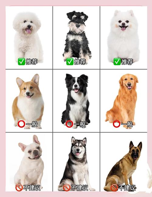 前十新手比较好养的狗狗