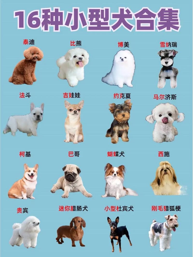 十种比较好养的狗狗_比较好养的前十狗