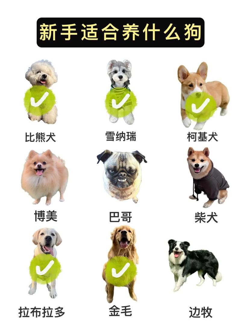 比较好养的十种狗狗排名,你家哪个排第几?