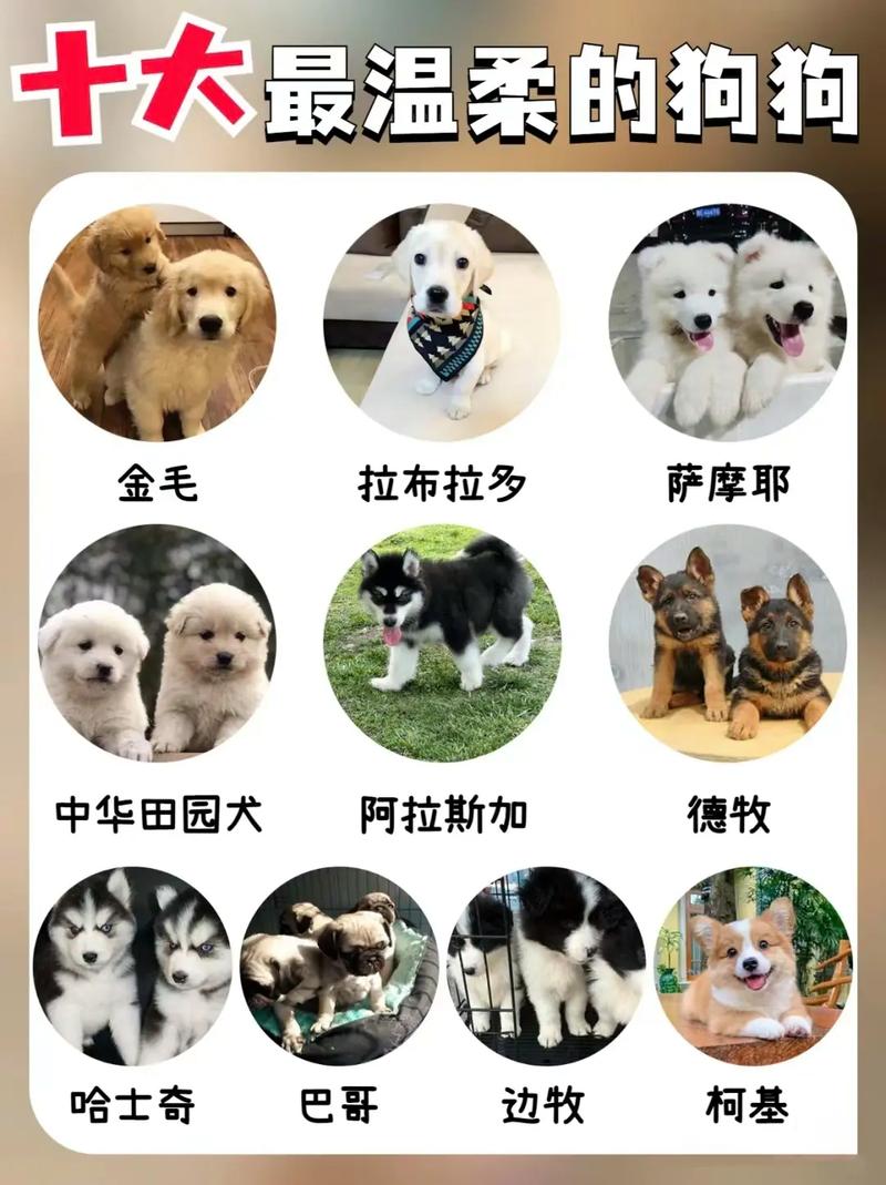 宠物狗排名前十,新手比较好养的前十狗狗!