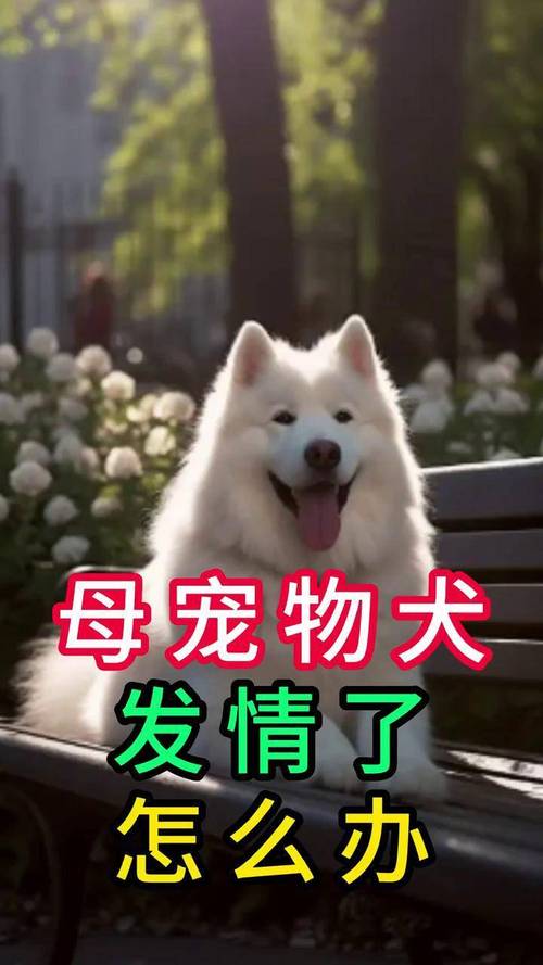 狗狗发情前有什么征兆