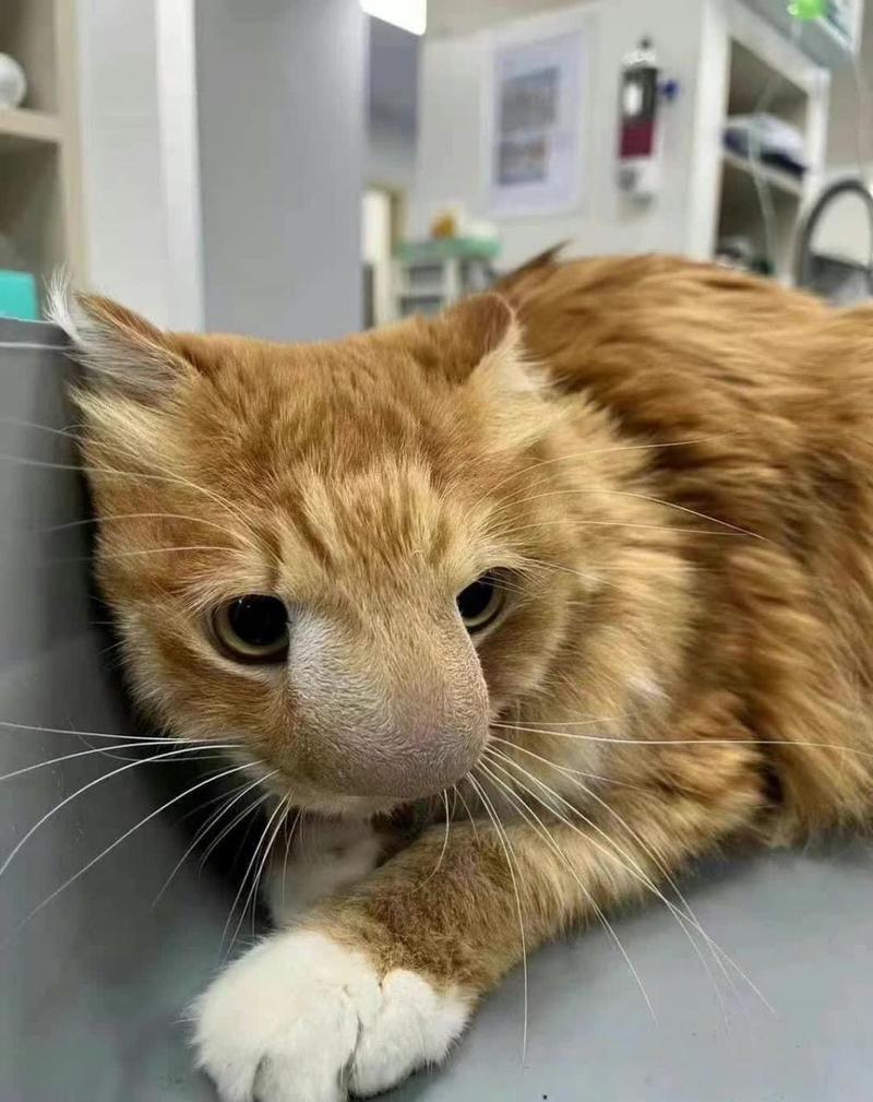 猫咪可以吃蜂蜜吗?