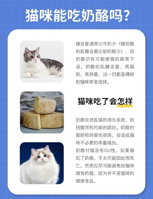 猫咪能吃鲜奶酪吗为什么