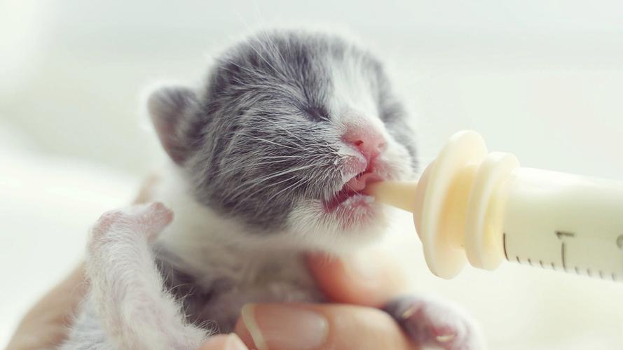 为什么不建议给猫咪吃奶酪棒?