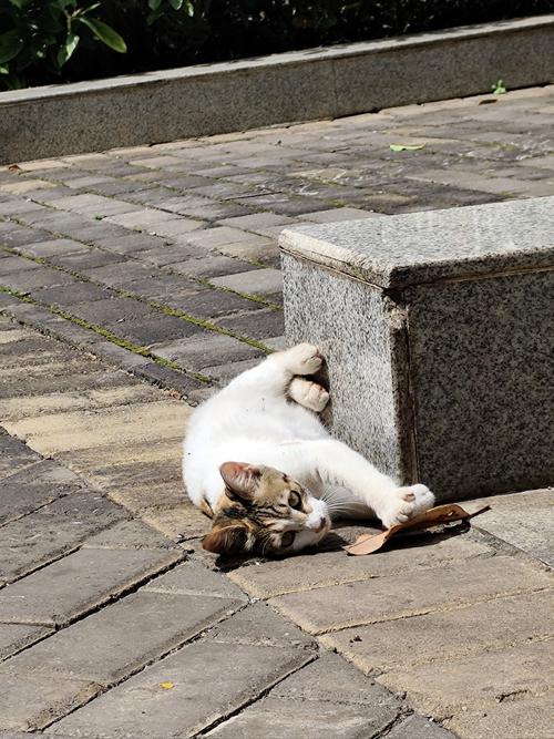 猫咪一天需要晒太阳多长时间?