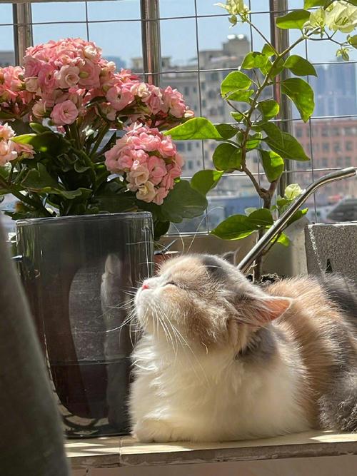 猫咪需要晒太阳吗