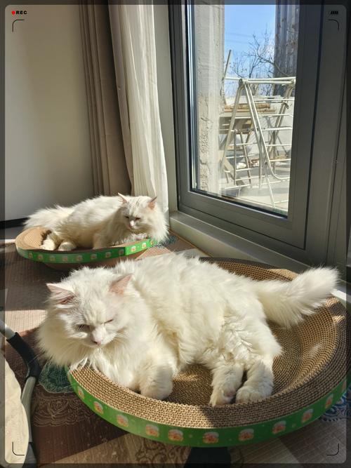 猫咪常年在屋里养着要不要拿出去晒太阳?