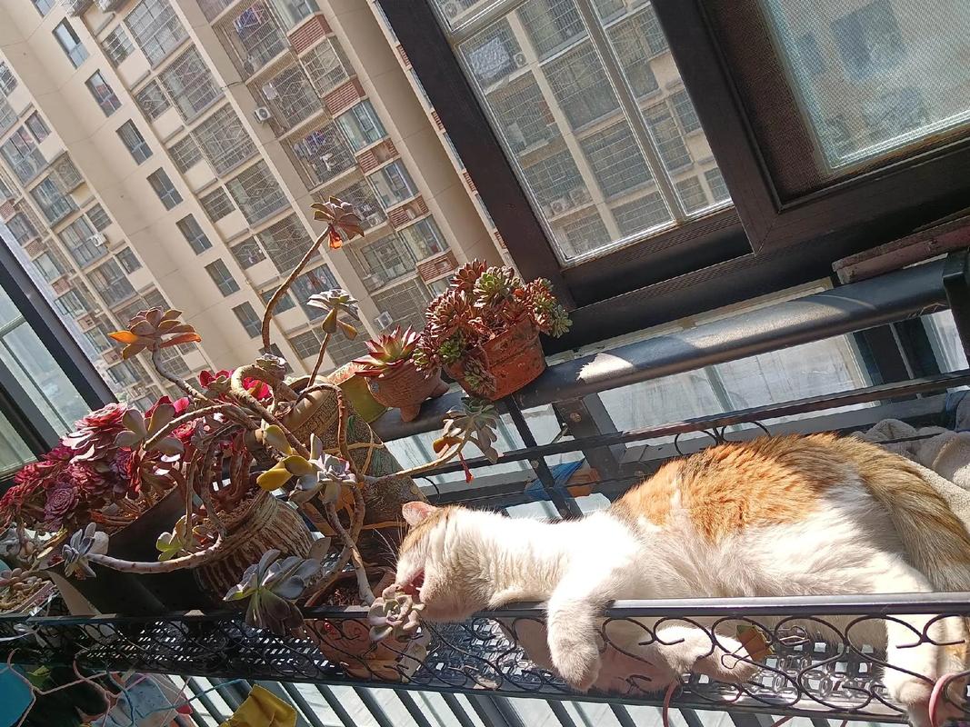 猫不晒太阳会怎样,家里没有太阳猫咪晒不到怎么办