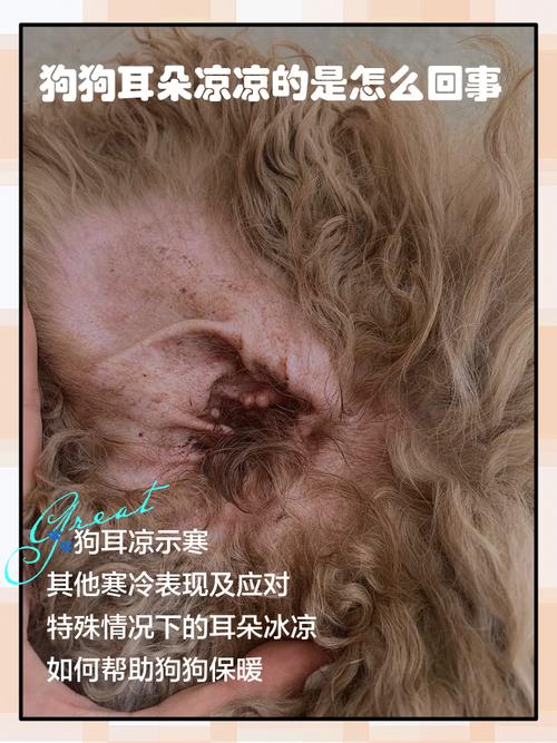 为什么狗狗耳朵这么冰凉
