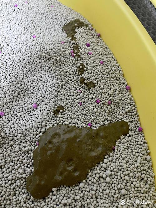 猫咪突然拉肚子