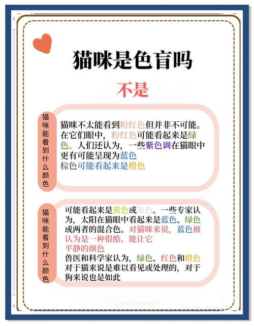 猫咪喜欢什么样的颜色呢?