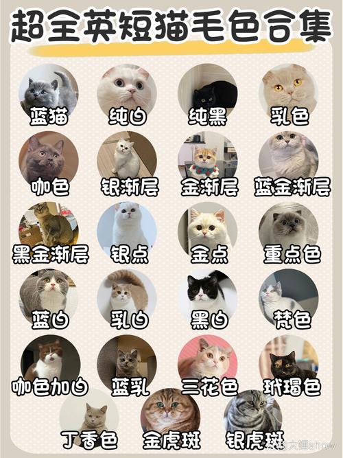 猫咪喜欢什么颜色呢?