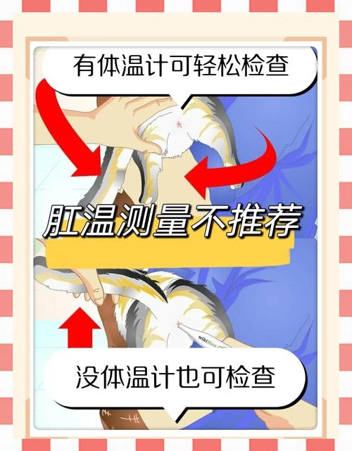 猫咪发烧多少度?会自愈吗?