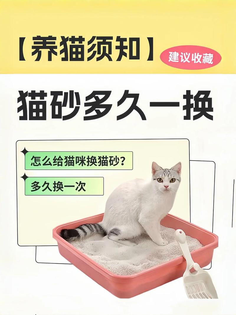 猫砂一般多久换一次