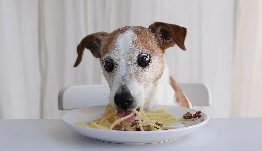 狗吃辣的食物会怎么样