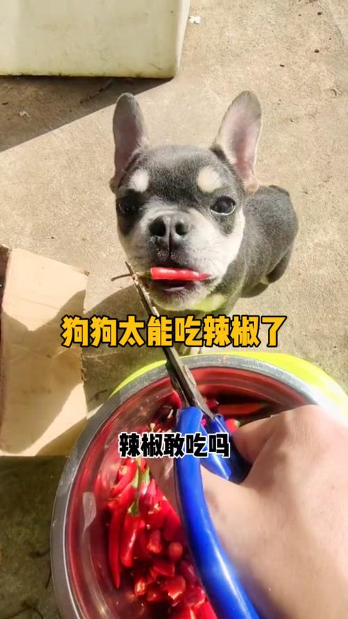 狗狗吃了很辣的东西会怎么样