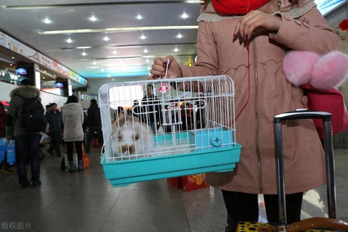 带狗狗上火车需要办什么手续吗