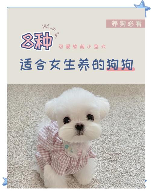 体味小不掉毛安静的狗