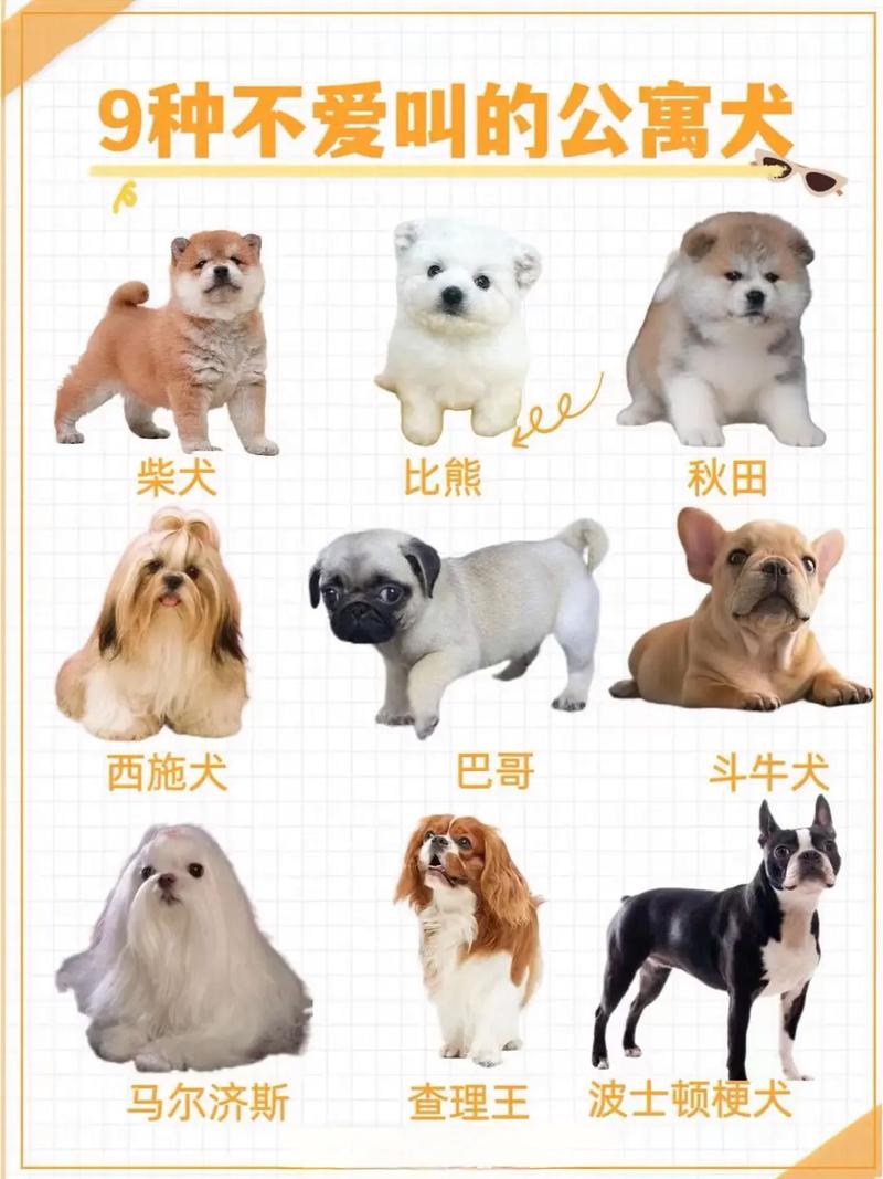 安静不叫的狗狗有哪些品种