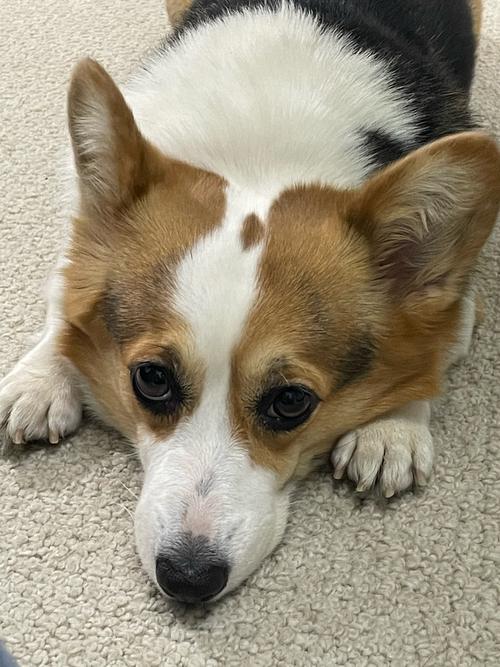 哪一种类狗狗是比较安静的,不爱叫的。