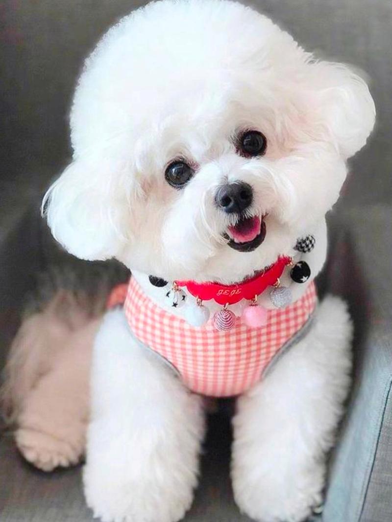 喜欢安静的人适合养什么样的狗狗?