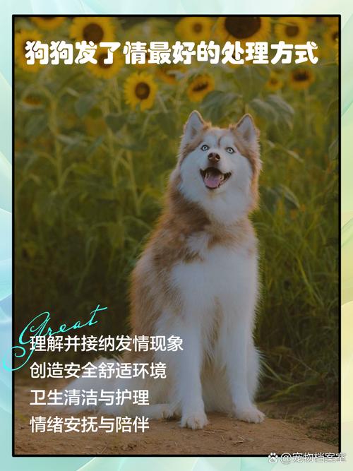 狗狗发情时怎么办?