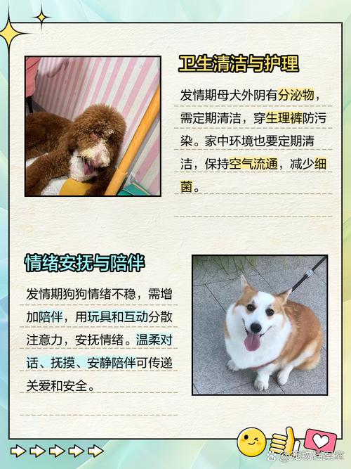 狗发情不管它可以吗,关起来,对狗影响大吗?