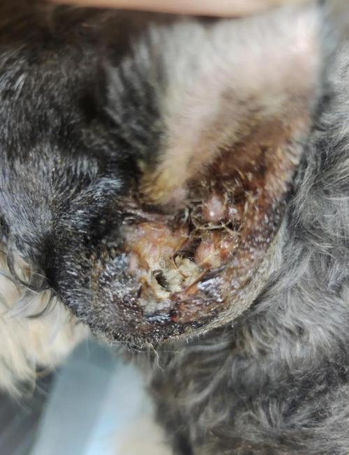 狗狗伤口溃烂化脓发臭