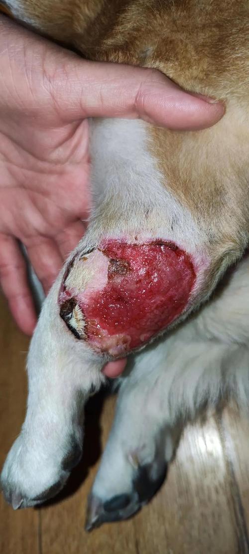 狗狗被咬了个洞化脓了