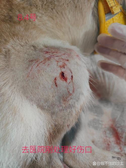 狗狗伤口化脓用什么药