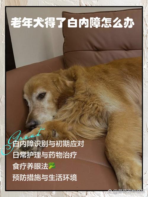 狗狗得了白内障怎么办