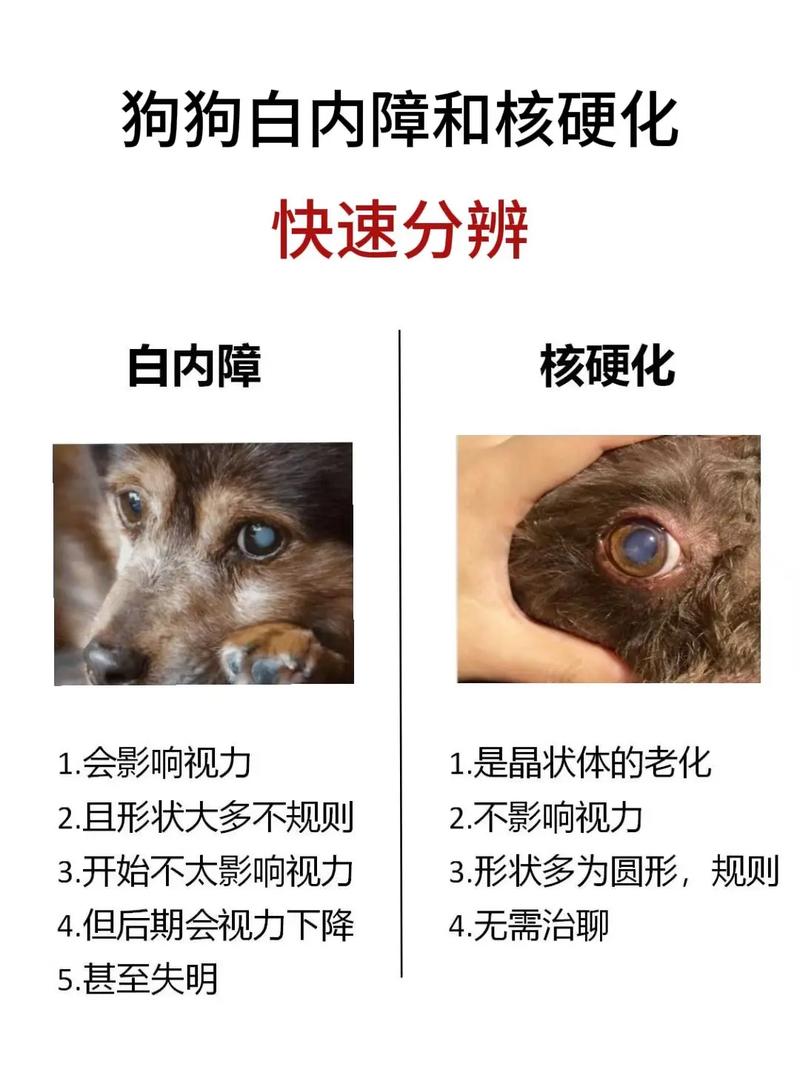 狗白内障最怕三个药