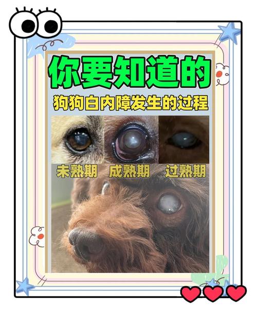 狗白内障用什么药