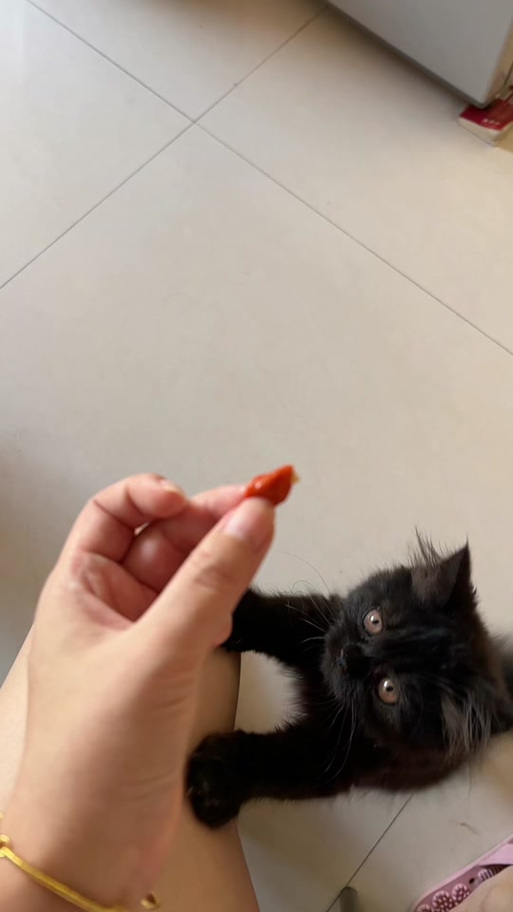 猫能不能吃枸杞