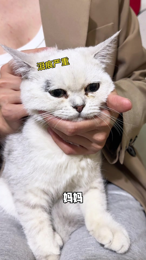 猫喝枸杞水会尿闭吗