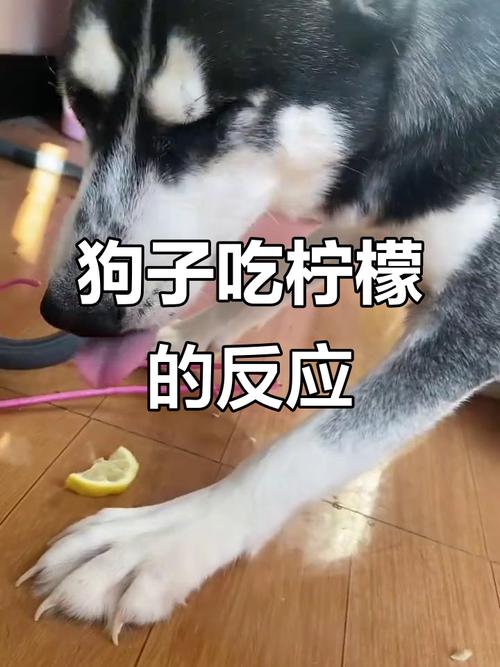 为什么不让狗狗吃柠檬